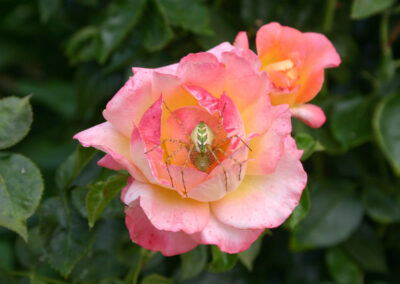 Spider on a rose by Cynthia Graham