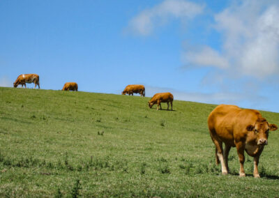 cows-on-a-hill UK